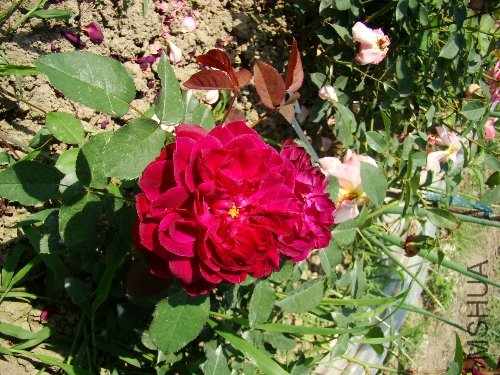 DSC02767.JPG
