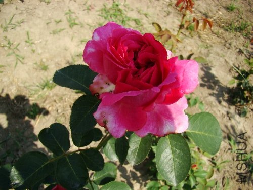 DSC02770.JPG