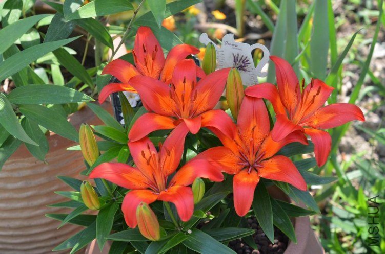 ������С DSC_0033.JPG