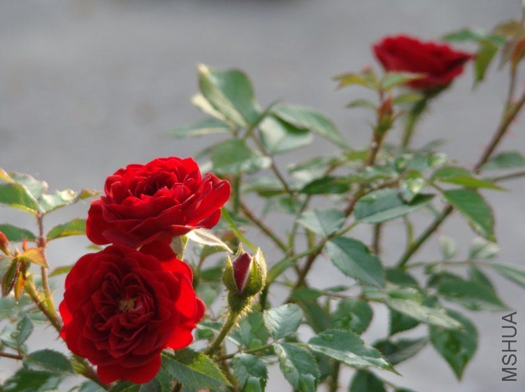 QQ��ͼ20120518101357.jpg
