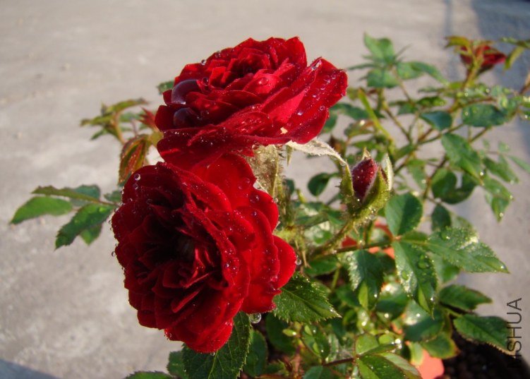 QQ��ͼ20120518101426.jpg