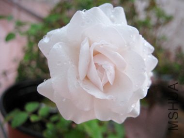 IMG_4035.JPG