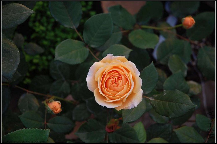 sCrownPincessMargaretaDSC_4251.jpg