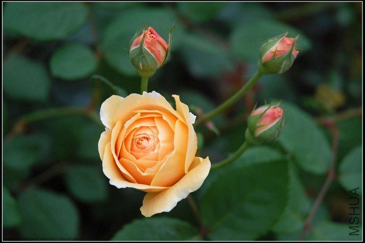 sCrownPrincessMargaretaDSC_5087.jpg