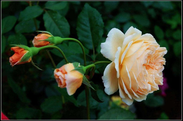 sCrownPrincessMargaretaDSC_5212.jpg