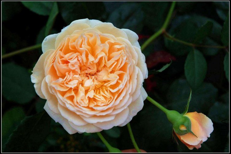 sCrownPrincessMargaretaDSC_5217.jpg