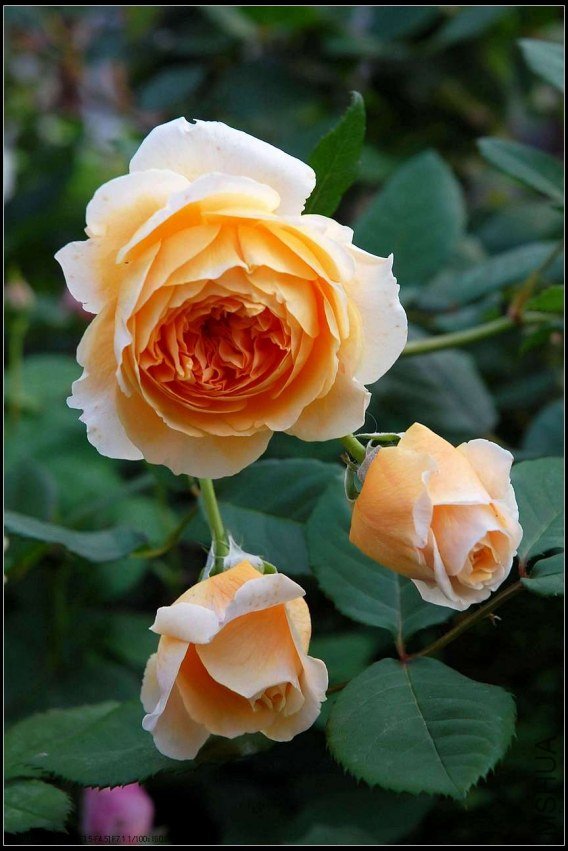 sCrownPrincessMargaretaDSC_5393.jpg