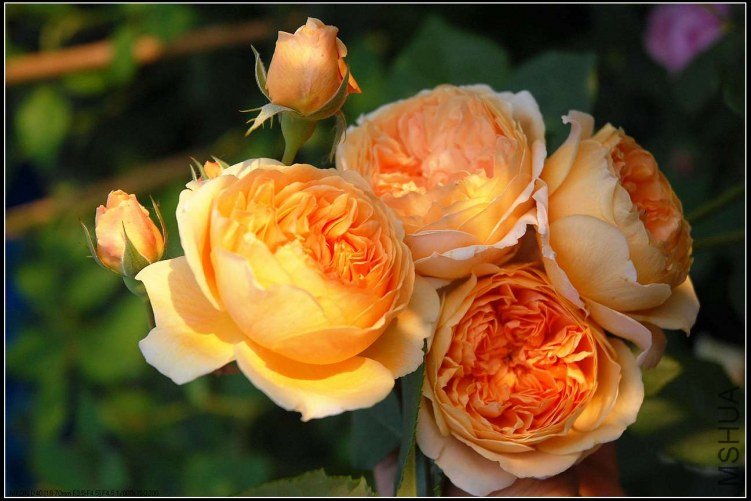 sCrownPrincessMargaretaDSC_5546.jpg