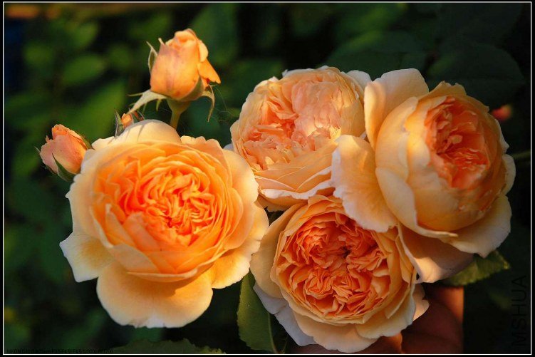 sCrownPrincessMargaretaDSC_5548.jpg
