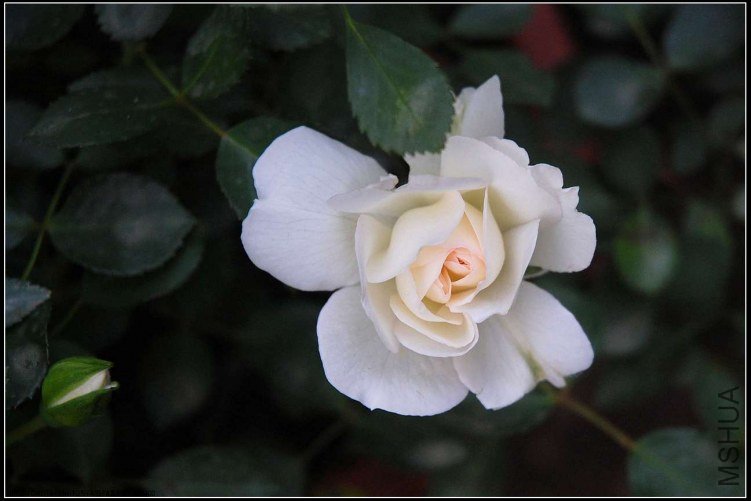 s����ũDSC_4868.jpg