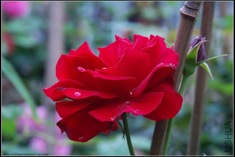 s��ī˫��DSC_5263.jpg