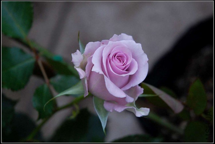 s����֮��DSC_5030.jpg