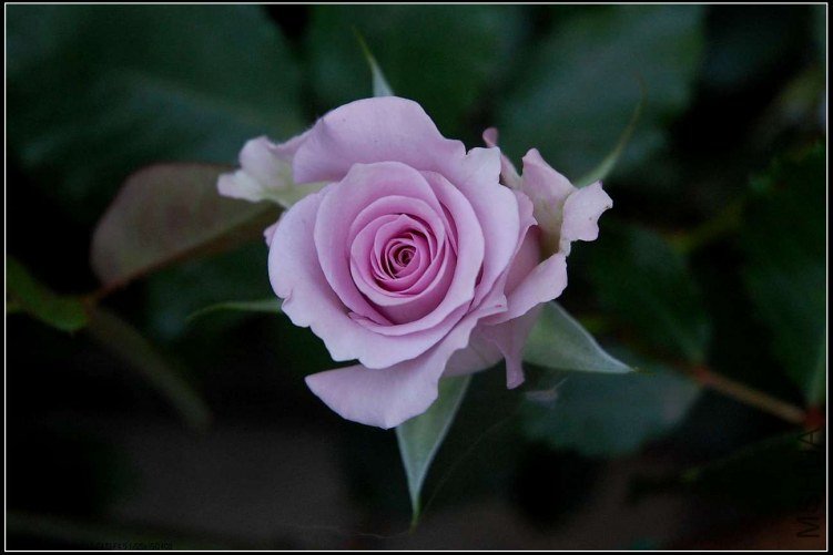 s����֮��DSC_5039.jpg