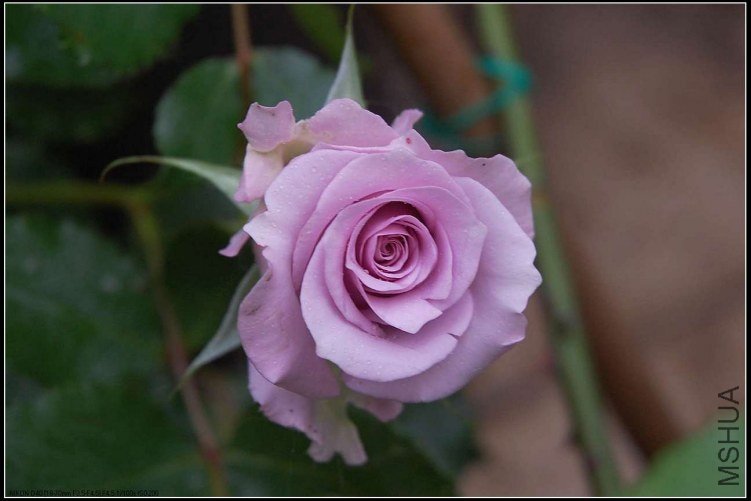 s����֮��DSC_5073.jpg