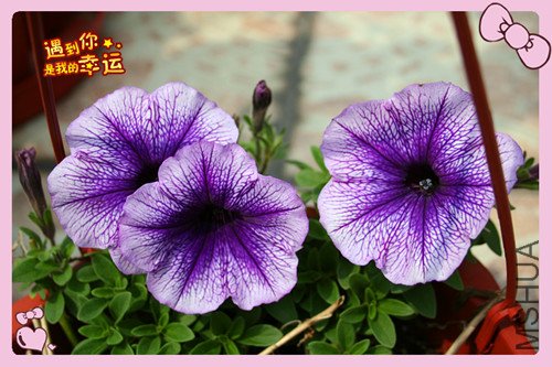 ��Ƭ 215_��������ţ.jpg