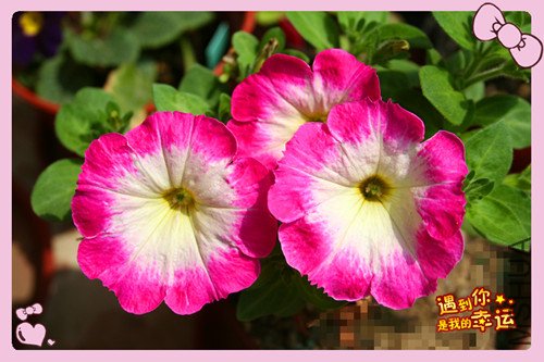 ��Ƭ 181_������ţ.jpg