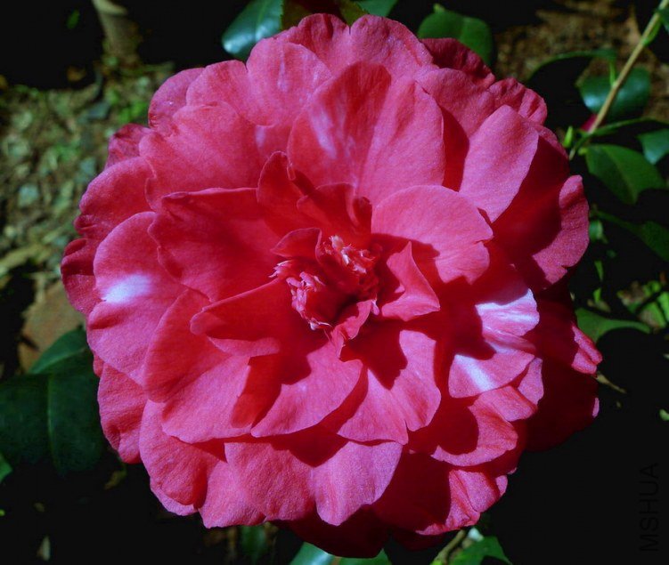 P1330025.jpg