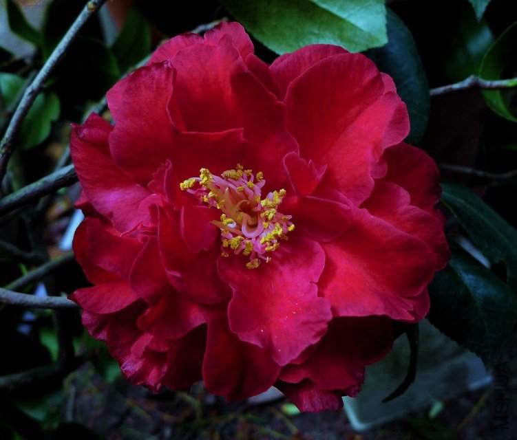 P1570421.jpg