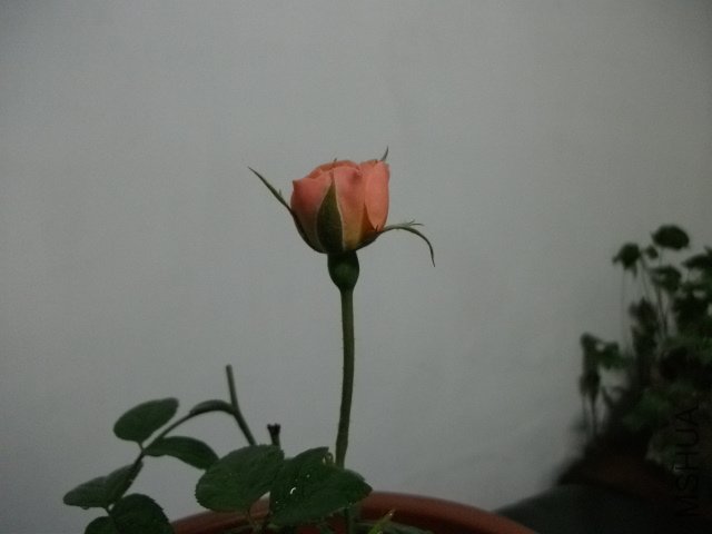 ��Ƭ 256.jpg