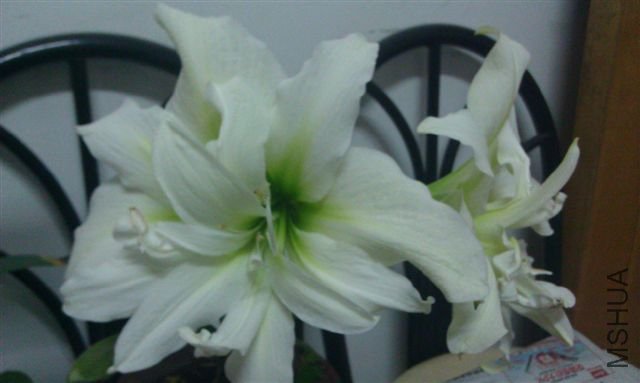 IMAG0025.jpg