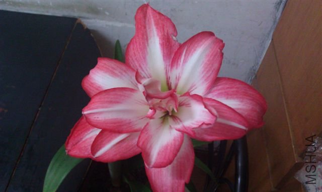 IMAG0027.jpg