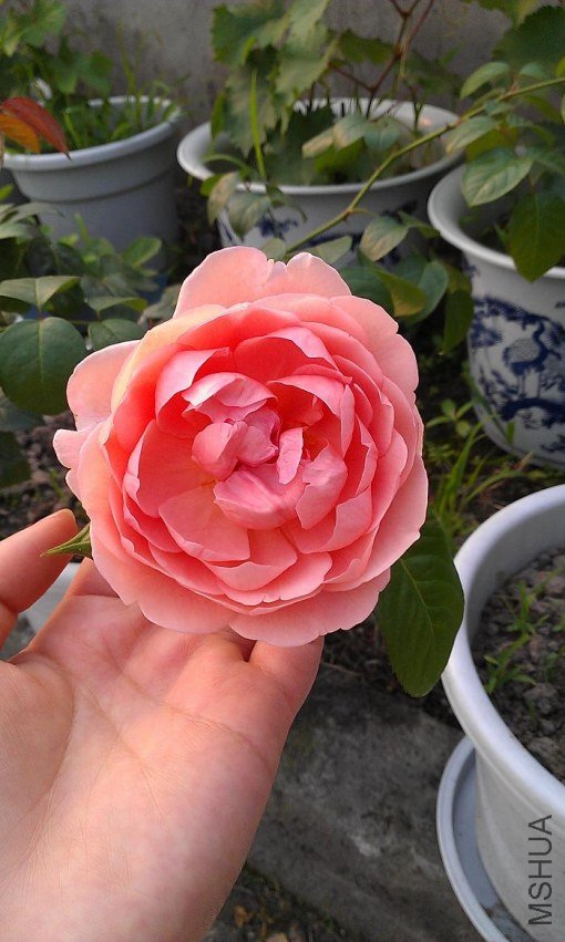 IMAG0283.jpg