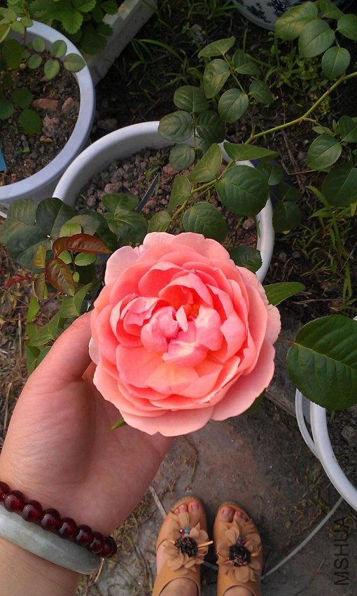 IMAG0284.jpg