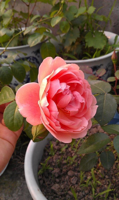 IMAG0285.jpg
