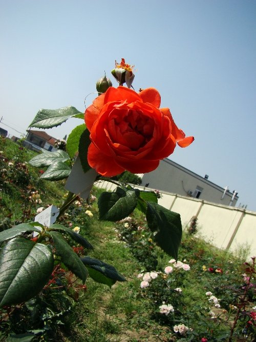DSC02735.JPG