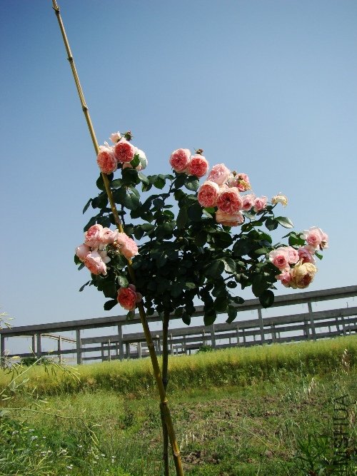 DSC02739.JPG