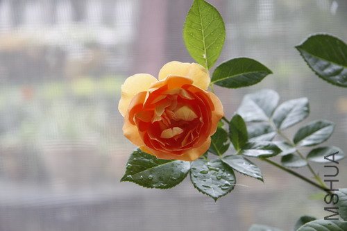 2012����4.JPG