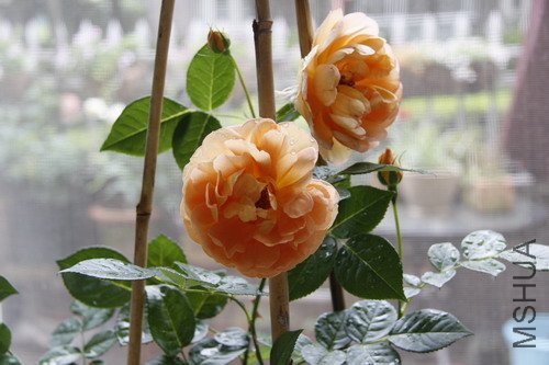 2012����5.JPG
