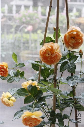 2012����1.JPG