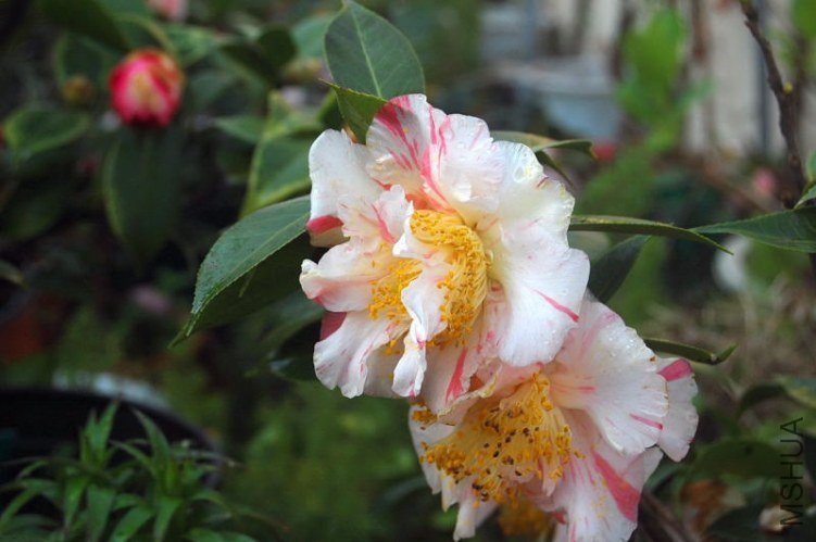DSC_01750175.JPG
