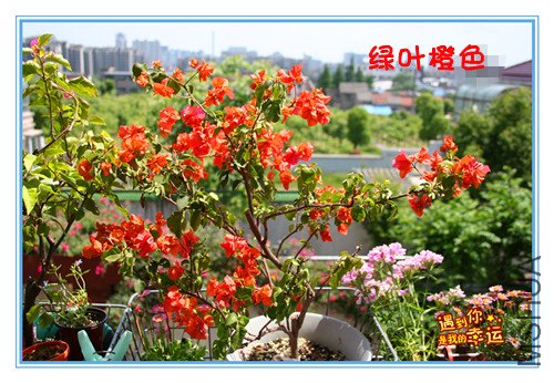 ��Ƭ 055_��������÷ ��Ҷ��ɫ.jpg