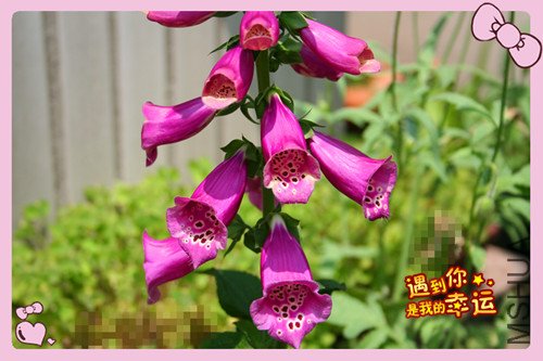 ��Ƭ 079_����ë2.jpg