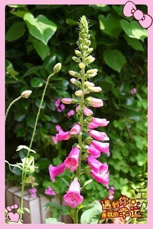 ��Ƭ 078_����ë1_��ת_����.jpg