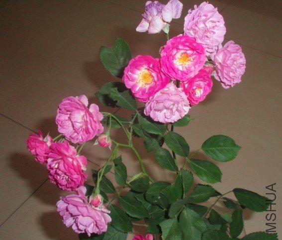 Ǿޱ1.jpg