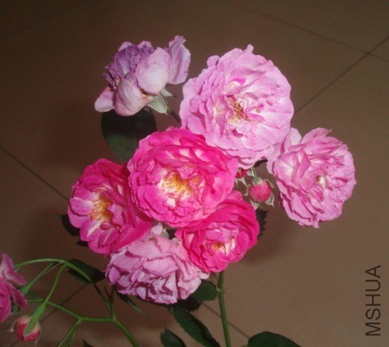 Ǿޱ2.jpg