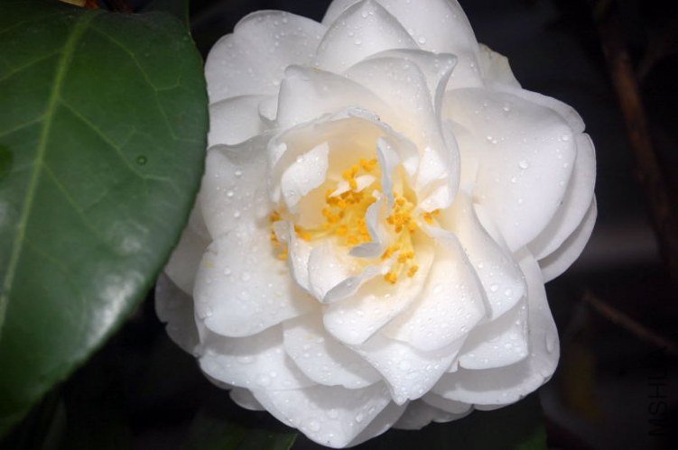 DSC_00820082.JPG