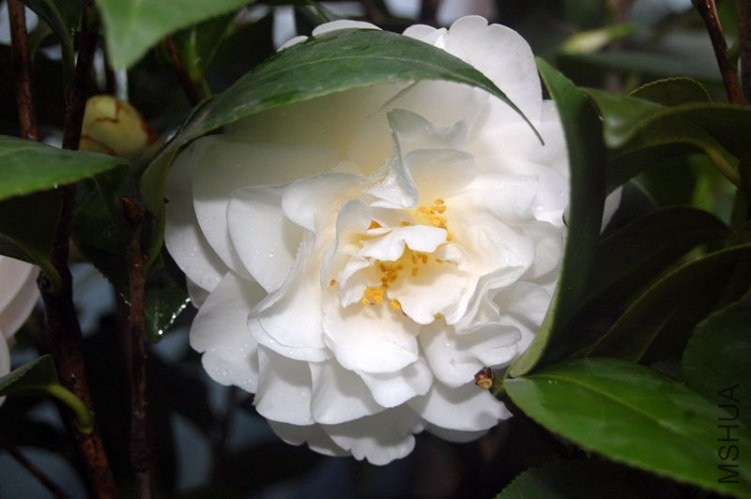 DSC_00800080.JPG