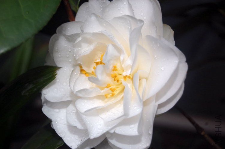 DSC_00730073.JPG