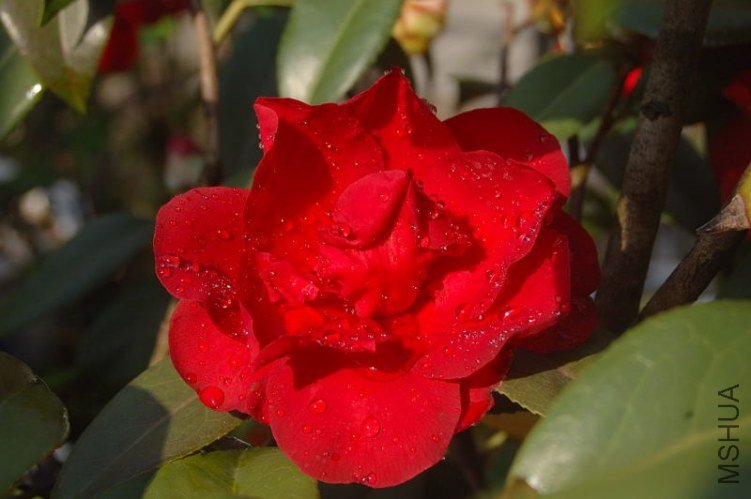 DSC_00460046.JPG