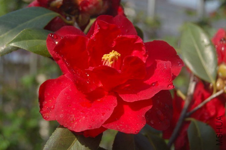 DSC_00530053.JPG