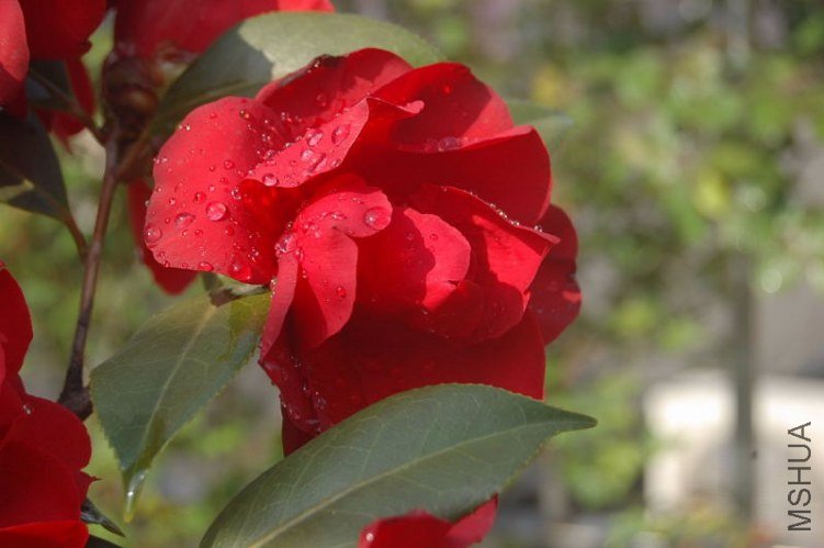 DSC_00450045.JPG