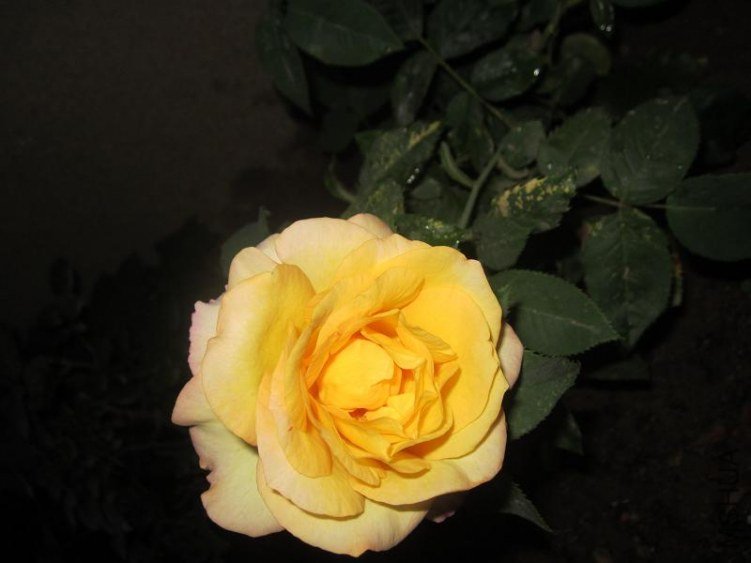 IMG_3220.jpg