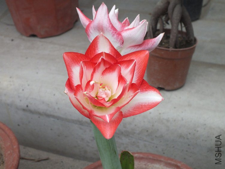 DSCF1250_����.jpg