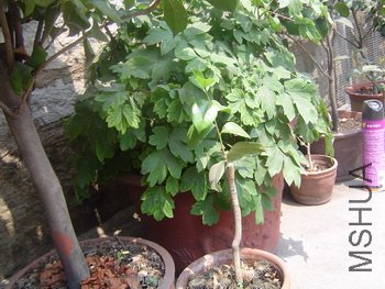 ��Ƭ 061.jpg