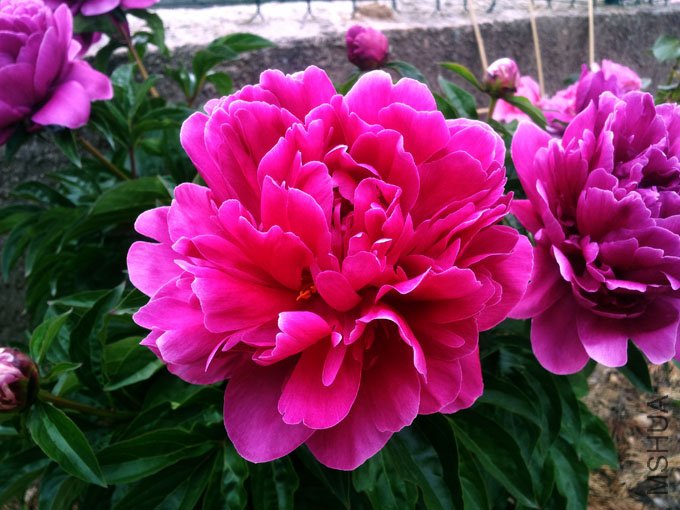 20120517_184504.jpg