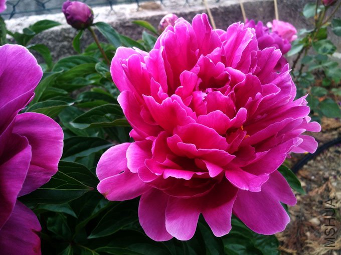 20120517_184513.jpg